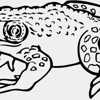 FROG02 Thumbnail