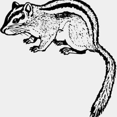 Chipmunk Thumbnail